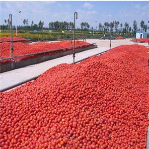 Tomato Paste Processing Line